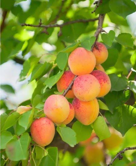 Apricot Plant Plants — Exotic Fruits sapling available at Agro Nursery Garden